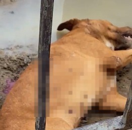 Cachorro da raça Pitbull é morto com vários disparos de arma de fogo em Boquim