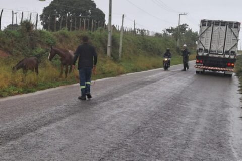 Animais soltos em rodovias geram mais de 280 apreensões em 2025, diz PM