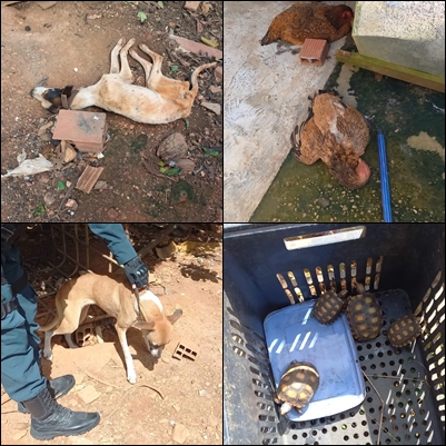 PM flagra vários animais em situação de maus tratos numa residência em Ribeirópolis