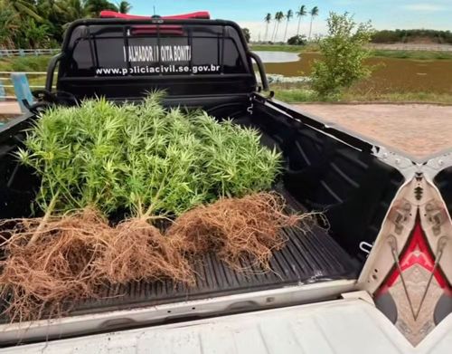 Homem é preso em flagrante por cultivo de maconha na zona rural de Moita Bonita