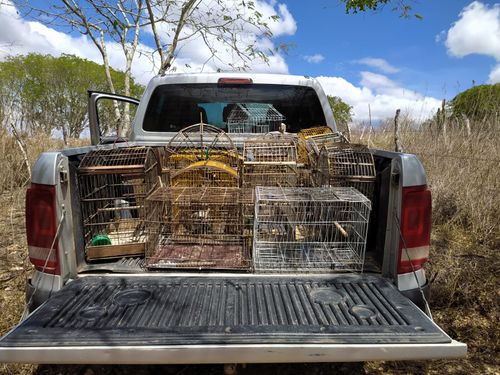 Adema finalizou as ações no mês de março com soltura de aves e resgate de animais