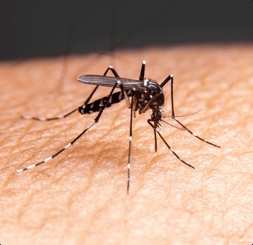 LIRAa aponta alto índice de infestação do Aedes aegypti em Areia Branca e Itabaiana