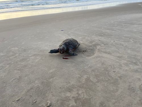Tartaruga marinha é encontrada morta na Praia do Abaís, em Estância