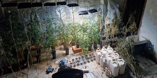 Polícia descobre estufa com pés de maconha em imóvel abandonado na Zona Sul de Aracaju