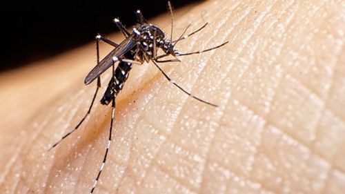O número de municípios em Sergipe com alto índice de infestação pelo Aedes aegypti duplica