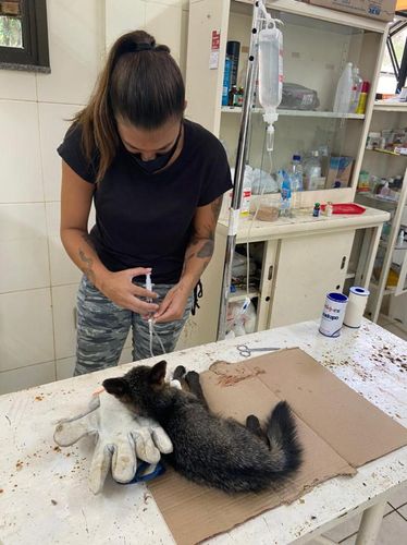 Sete animais silvestres foram resgatados pela Adema esta semana em Sergipe