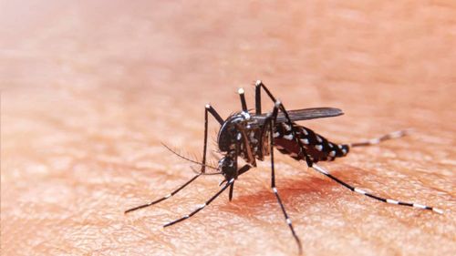 Sergipe registra queda nos casos de dengue, mas tem alta nos casos de Chikungunya e Zika