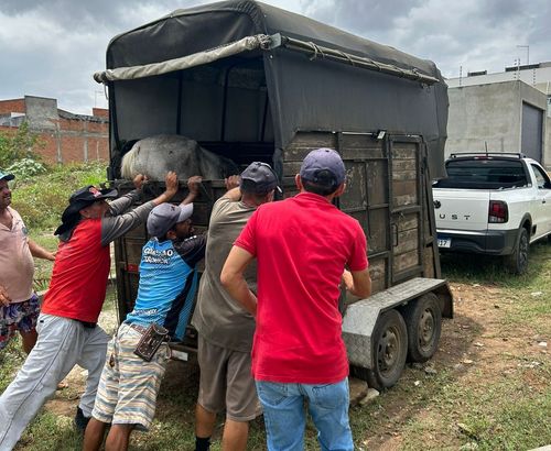 Moradores acionam autoridades após encontrar égua ferida em propriedade abandonada