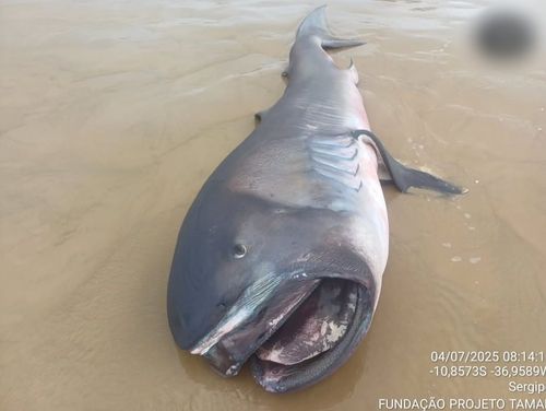Tubarão-boca-grande, espécie rara dos oceanos, é encontrado morto na Praia da Costa