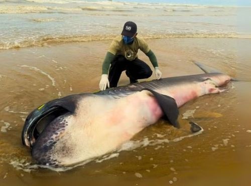 Tubarão raro da espécie ‘Boca Grande’ é encontrado em Sergipe; animal será exposto pelo Projeto Tamar