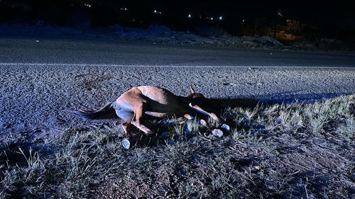 Ambulância de Carira colide com cavalo na entrada da Sambaíba