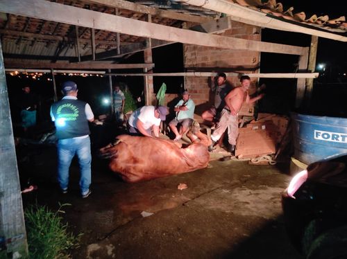 Polícia flagra abate clandestino de animais, prende homem e fecha abatedouro em Dores
