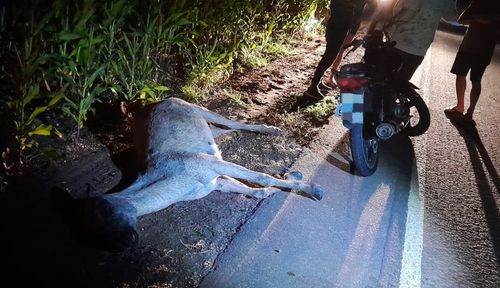 Acidente causado por animal morto deixa dois feridos na rodovia SE-230