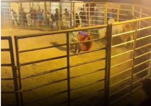 CAMPO DO BRITO: touro quebra cerca e avança no público durante apresentação em circo. Veja vídeo