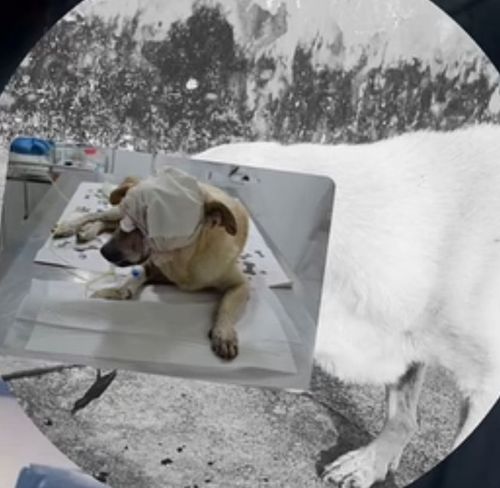 Cachorro esfaqueado na Barra dos Coqueiros não resiste aos ferimentos e morre