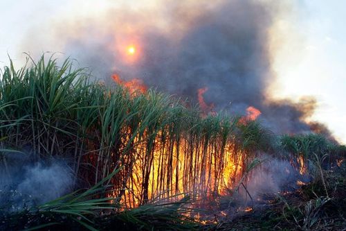 
A queima de cana de açúcar e seus efeitos na saúde: Deputados cobram ações urgentes!
