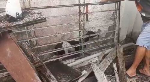 Equipes policiais e ONG resgatam cães e jabutis mantidos em péssimas condições em Aracaju