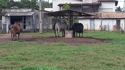 Investigados por furto de gado no interior sergipano são presos pela Polícia Civil