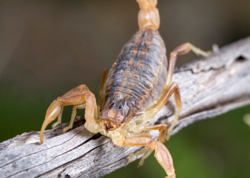 Ciatox orienta o que fazer em caso de picada de escorpião