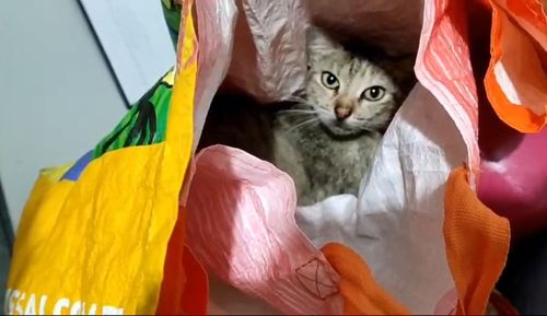Mulher é presa por usar gata para inserir materiais ilícitos em presídio