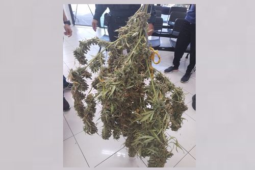 Pé de maconha é apreendido durante denúncia de violência doméstica