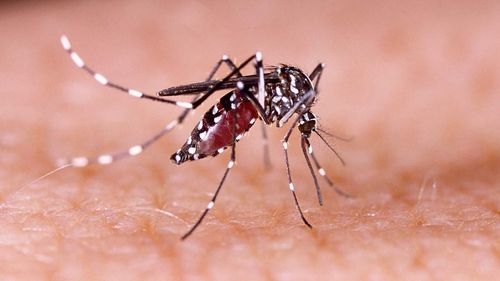 Novo LIRAa coloca Itabaiana entre os municípios com alto índice de infestação do Aedes aegypti