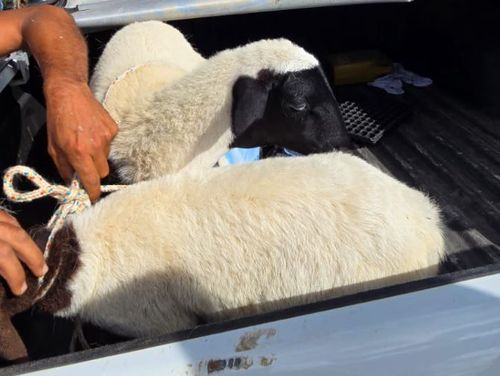 Polícia recupera ovelhas furtadas em Simão Dias