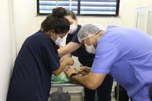 Aracaju inicia cadastramento para castração de cães e gatos no Hospital Veterinário da UFS; veja como participar
