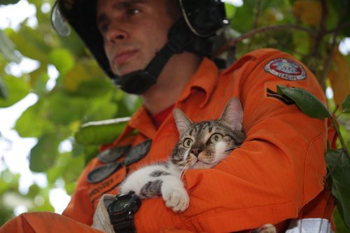 Corpo de Bombeiros atende mais de 380 chamados de salvamento de animais em Sergipe